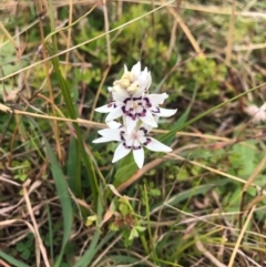 Wurmbea dioica subsp. dioica (Early Nancy) at Dunlop, ACT - 10 Jul 2020 by JasonC