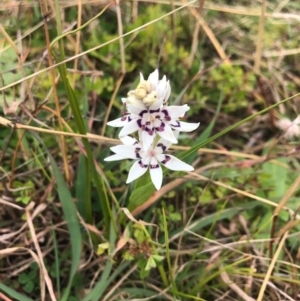 Wurmbea dioica subsp. dioica at Dunlop, ACT - 10 Jul 2020