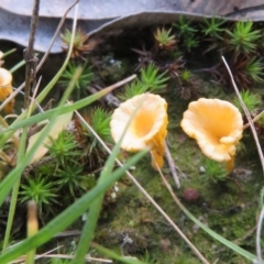 Lichenomphalia chromacea (Yellow Navel) at Cotter River, ACT - 9 Jul 2020 by Christine