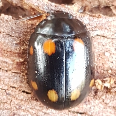 Paropsisterna octosignata (Eucalyptus leaf beetle) at Molonglo Gorge - 10 Jul 2020 by trevorpreston