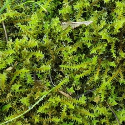 Triquetrella (A trailing moss) at Molonglo Gorge - 10 Jul 2020 by trevorpreston