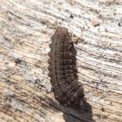 Unidentified Insect at Kowen, ACT - 10 Jul 2020 by trevorpreston