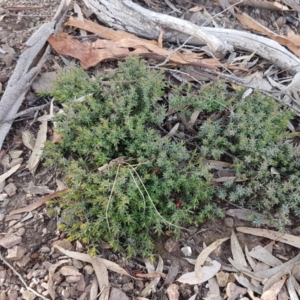 Astroloma humifusum at Kowen, ACT - 10 Jul 2020