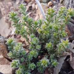 Pultenaea procumbens at Kowen, ACT - 10 Jul 2020