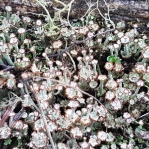 Cladonia sp. (genus) at Kowen, ACT - 10 Jul 2020 11:10 AM