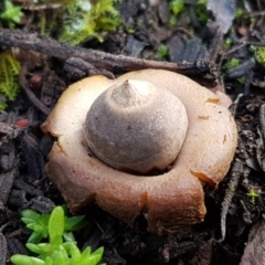 Geastrum sp. (Geastrum sp.) at Molonglo Gorge - 10 Jul 2020 by trevorpreston