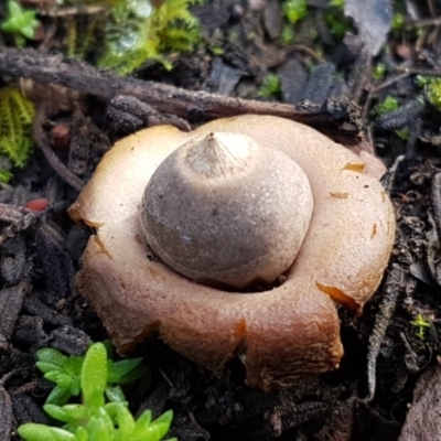 Geastrum sp. (Geastrum sp.) at Kowen, ACT - 10 Jul 2020 by tpreston