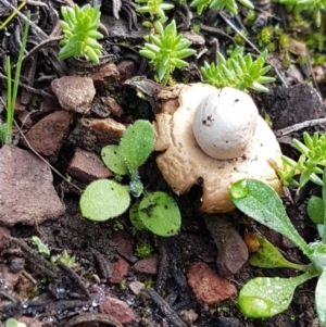 Geastrum sp. at Kowen, ACT - 10 Jul 2020