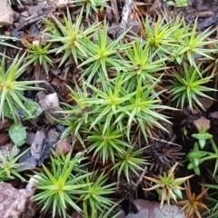 Polytrichaceae sp. (family) (A moss) at Kowen, ACT - 10 Jul 2020 by trevorpreston