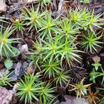 Polytrichaceae sp. (family) (A moss) at Molonglo Gorge - 10 Jul 2020 by trevorpreston