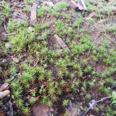 Polytrichaceae at Kowen, ACT - 10 Jul 2020