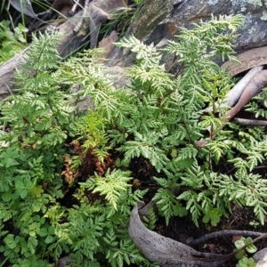 Cheilanthes austrotenuifolia at Kowen, ACT - 10 Jul 2020