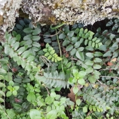 Pellaea calidirupium (Hot Rock Fern) at Kowen, ACT - 10 Jul 2020 by trevorpreston
