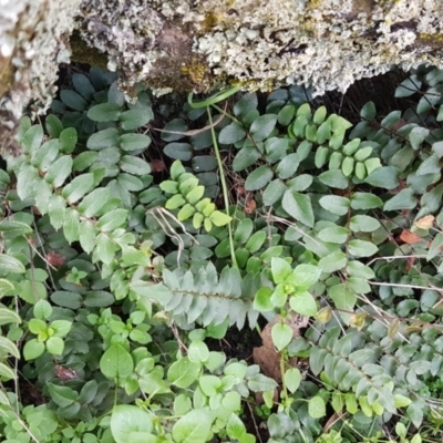 Pellaea calidirupium (Hot Rock Fern) at Kowen, ACT - 10 Jul 2020 by trevorpreston