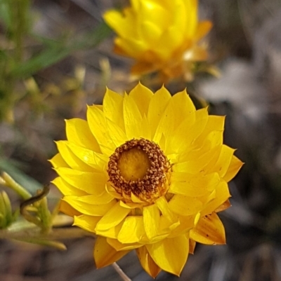 Xerochrysum viscosum (Sticky Everlasting) at Molonglo Gorge - 10 Jul 2020 by trevorpreston