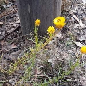 Xerochrysum viscosum at Kowen, ACT - 10 Jul 2020