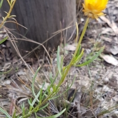 Xerochrysum viscosum at Kowen, ACT - 10 Jul 2020