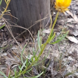 Xerochrysum viscosum at Kowen, ACT - 10 Jul 2020