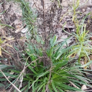 Xerochrysum viscosum at Kowen, ACT - 10 Jul 2020