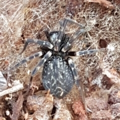 Badumna insignis (Black House Spider) at Molonglo Gorge - 10 Jul 2020 by trevorpreston