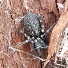 Badumna insignis at Kowen, ACT - 10 Jul 2020 11:22 AM