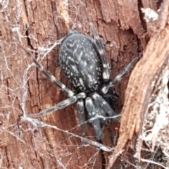 Badumna insignis at Kowen, ACT - 10 Jul 2020