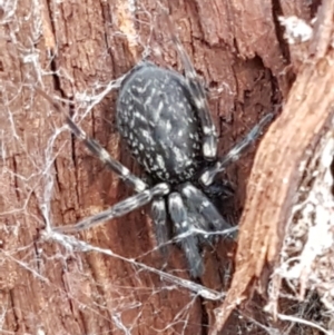 Badumna insignis at Kowen, ACT - 10 Jul 2020 11:22 AM