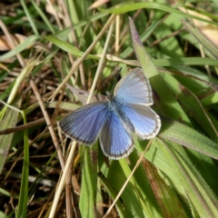 Zizina otis (Common Grass-Blue) at Wandiyali-Environa Conservation Area - 10 Jul 2020 by Wandiyali