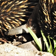 Tachyglossus aculeatus (Short-beaked Echidna) at Farrer Ridge - 10 Jul 2020 by JohnBundock