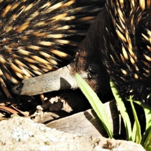 Tachyglossus aculeatus at Farrer, ACT - 10 Jul 2020