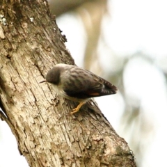 Daphoenositta chrysoptera (Varied Sittella) at Exeter - 10 Jul 2020 by Snowflake