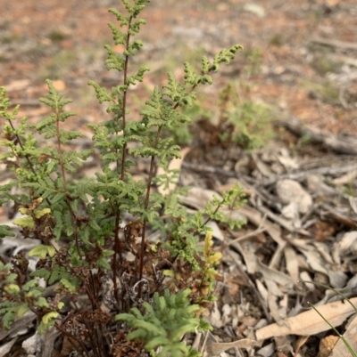 Cheilanthes sieberi (Rock Fern) at Mount Ainslie to Black Mountain - 13 Jun 2020 by JanetRussell