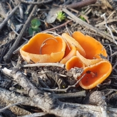 Aleuria sp. (An Orange peel fungus) at Paddys River, ACT - 10 Jul 2020 by tpreston
