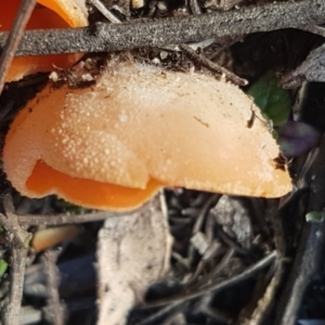 Aleuria sp. at Paddys River, ACT - 10 Jul 2020