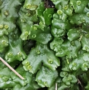 Marchantia sp. (genus) at Paddys River, ACT - 10 Jul 2020