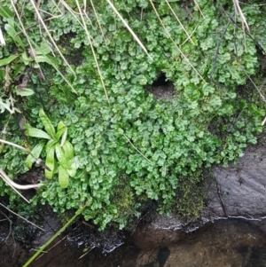 Marchantia sp. (genus) at Paddys River, ACT - 10 Jul 2020 01:57 PM