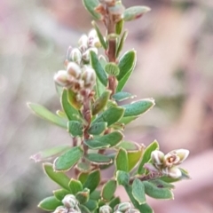 Monotoca scoparia (Broom Heath) at Paddys River, ACT - 10 Jul 2020 by tpreston