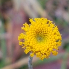 Leptorhynchos sp. at Paddys River, ACT - 10 Jul 2020 by trevorpreston