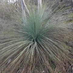 Xanthorrhoea glauca subsp. angustifolia (Grey Grass-tree) - 1 Jan 1900 by trevorpreston