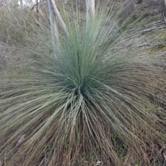 Xanthorrhoea glauca subsp. angustifolia (Grey Grass-tree) at Uriarra Village, ACT - 10 Jul 2020 by trevorpreston