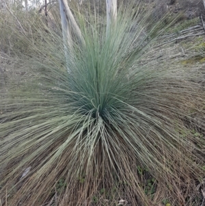 Xanthorrhoea glauca subsp. angustifolia at Uriarra Village, ACT - 10 Jul 2020