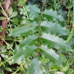 Berberis aquifolium (Oregon Grape) at Uriarra Village, ACT - 10 Jul 2020 by tpreston