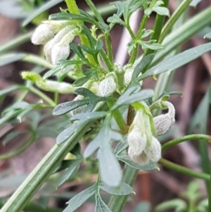 Clematis leptophylla at Uriarra Village, ACT - 10 Jul 2020