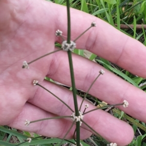 Lomandra multiflora at Dunlop, ACT - 9 Jul 2020