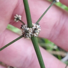 Lomandra multiflora at Dunlop, ACT - 9 Jul 2020 02:55 PM