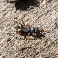 Daerlac cephalotes (Ant Mimicking Seedbug) at Lake Ginninderra - 3 Jul 2020 by AlisonMilton