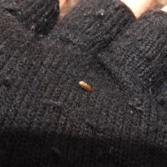 Psyllidae sp. (family) at Point 5204 - 21 Dec 2018