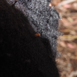 Psyllidae sp. (family) at Point 5204 - 21 Dec 2018