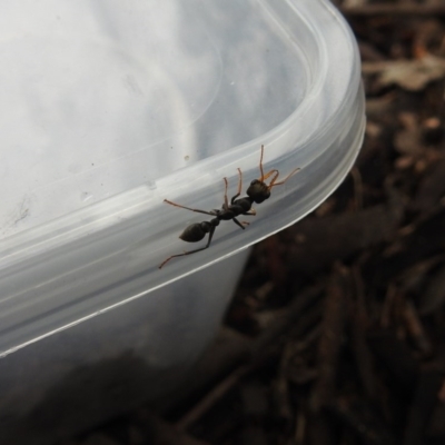 Myrmecia sp., pilosula-group (Jack jumper) at Hackett, ACT - 20 Dec 2018 by YumiCallaway