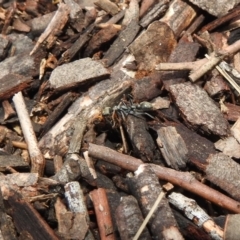 Myrmecia sp., pilosula-group at Hackett, ACT - 21 Dec 2018